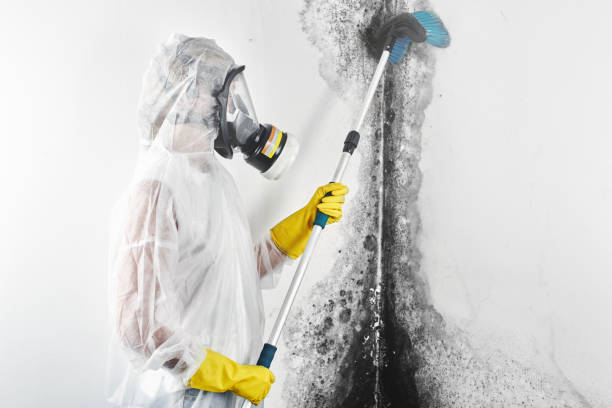 Best Air Quality Testing for Mold Spores  in Walkertown, NC
